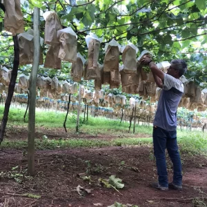 Sacos Agronegócios – Proteção Frutas no plantio